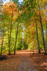 Fototapeta na wymiar Brown and green forest in the fall, Poland