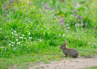 Naklejka na ściany i meble Innocent cute wild baby European hare (Lepus europaeus), sitting on green grass and looking at camera. Blooming purple common bugloss, yellow buttercup and colorful flowers are in the background.