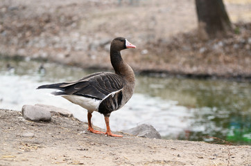 Elegant bird grey goose. Wild animal in the autumn nature.