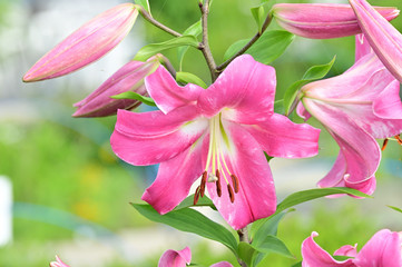 A lily symbolizes purity.