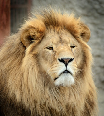 Close-up portrait of a beautiful fluffy Lion
