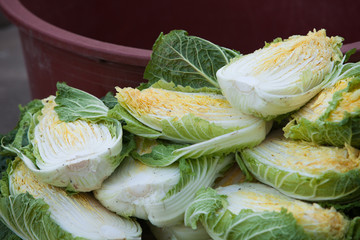 Fresh cabbage for make kimchi 