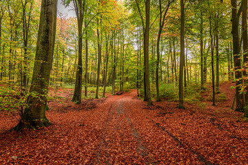Green and gold forest in the fall, Poland