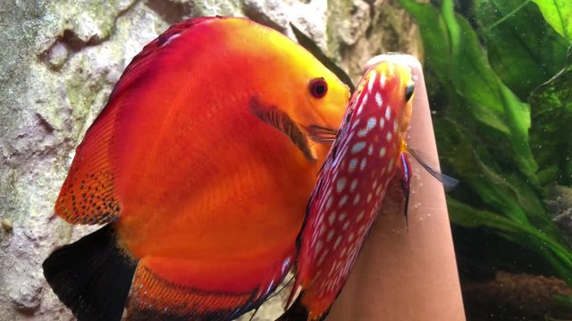 Diskusfischp&auml;rchen beim laichen am Laichkegel. Ein tropischer Buntbarsch aus dem Amazonasbecken. Diskus Fisch 