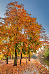 Brown trees by the river in autumn, Europe