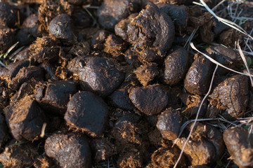 A pile of fresh horse manure.