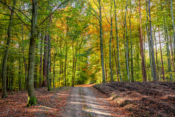 Obraz premium Breathtaking and colorful path in the forest in autumn, Poland