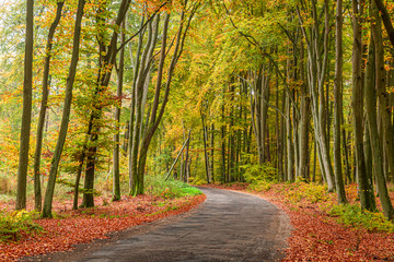 Obraz premium Beautiful road and gold forest in the autumn, Poland