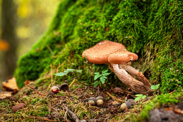 Small and wild mushrooms in the green forest