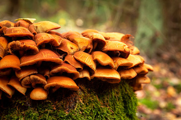 Amazing wild mushrooms on a forest stump