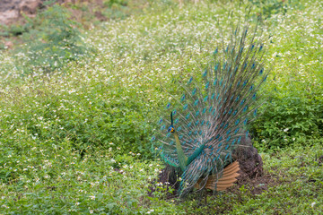 Obraz premium The peacocks are spreading their wings and tails. In the green grass