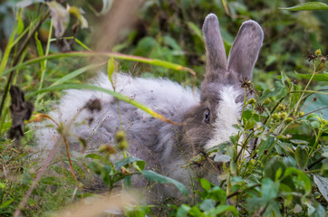 The rabbit is hidden in the grass.
