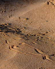 Tracks in the Sand