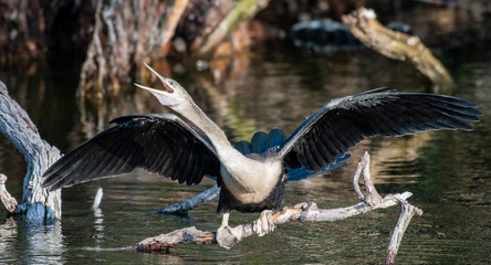 Anhinga getting ready to fly and calling out
