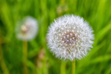 Dandelions on green grass
