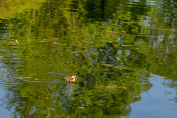 Adorable tiny one-week old Mallard duckling swimming in pond with reflection of vegetation in the water, Quebec City, Quebec, Canada