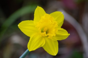 Fototapeta na wymiar yellow daffodil in the garden