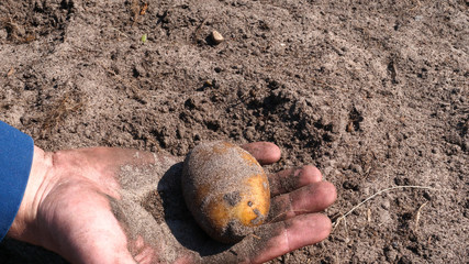 A portrait guy a farmer in a straw hat, in robe (shirt) digs up a potato from the ground and lifts it up, demonstrates it, cleans it of dirt and then inhales and feels the fresh potato, Bio Organic.