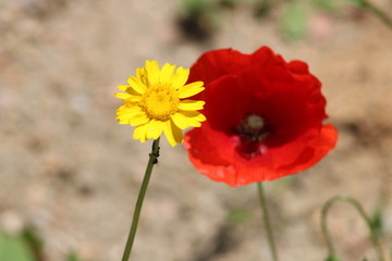 red poppy in field