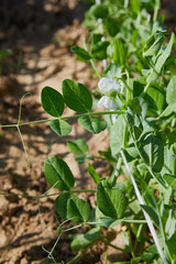 Common pea blooms in the garden. Pisum sativum. Plants with growing pods of young green peas.