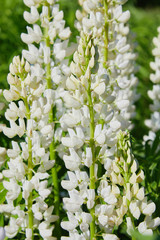 White lupine (Lupinus, lupin) flower Blooming in the meadow. Lupins in full bloom.