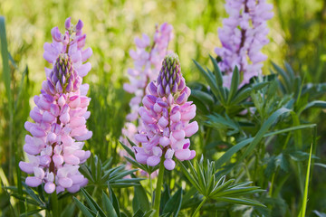 Pink lupine (Lupinus, lupin) flower Blooming in the meadow. Lupins in full bloom.