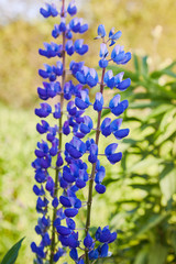 Blue lupine (Lupinus, lupin) flower Blooming in the meadow. Lupins in full bloom.