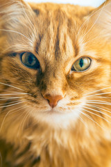 Red Cat Closeup