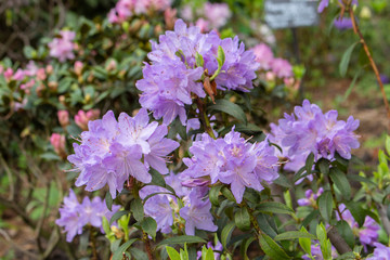 rhododendron bush. Ornamental cultivated garden flower lilac magenta magenta petals leaves, garden shrub rhododendron