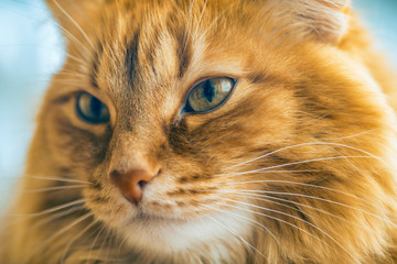 Red Cat Closeup