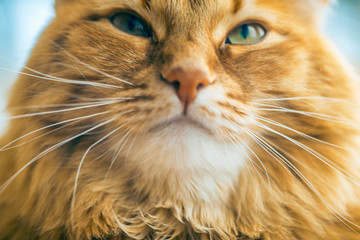 Red Cat Closeup