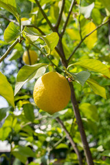 Ripe yellow citrus lemon hanging on a branch with green leaves. Ripe fruit of lemon tree fresh natural sour aromatic tasty