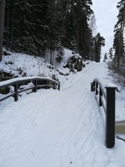 Leśna ścieżka © Angelika