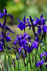 Close up of purple iris flowers.