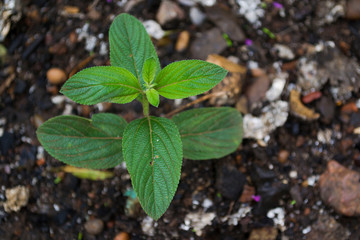 salvia