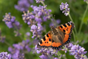 Schmetterling auf Lavendel