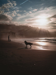 Dog silhouette on the beach before sunset