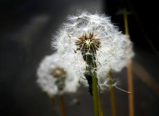 dandelion clocks with fluffy white seeds against a dark blurred sunlit background