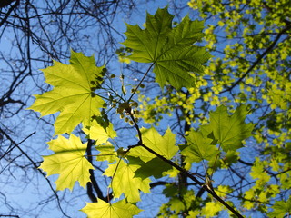 maple leaves in early spring (April, Szczecin, Poland)	