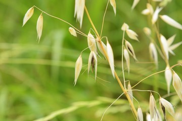 Wild oat growing in the field.