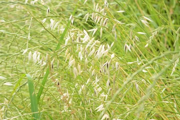 Wild oat growing in the field.