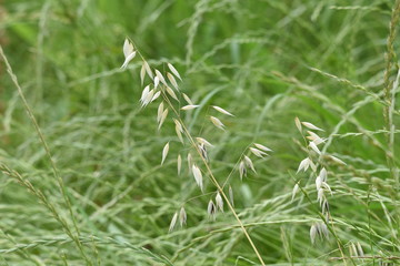 Wild oat growing in the field.