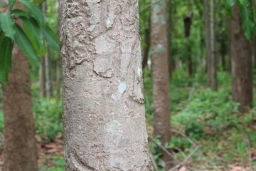 Summer tree trunk texture background.