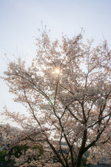 桜