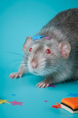 Rat celebrates birthday on a blue background