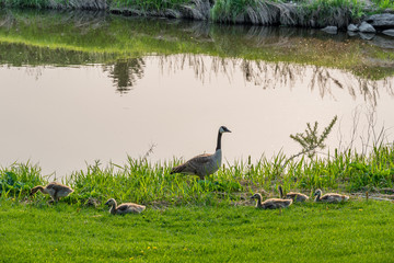 Canada Goose with clutch of goslings beside a creek on the Elmwood Golf Course in Swift Current, SK