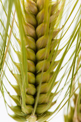 Detail of the barley spike on white background