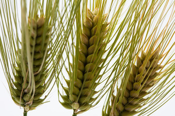 Detail of the barley spike on white background