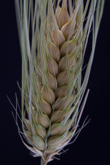 Detail of the barley spike on black background 