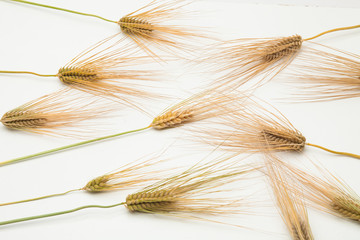 Background of wheat spike on white 